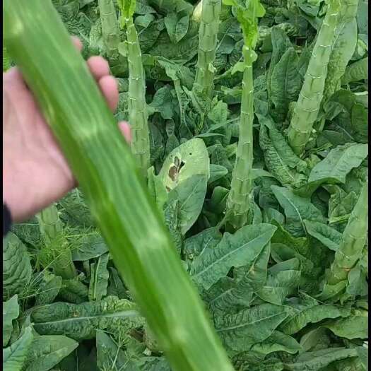 简阳市三青莴笋