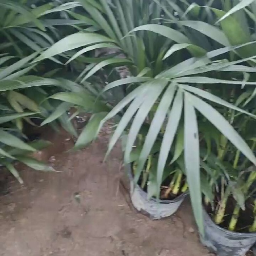 散尾葵富贵椰绿植盆栽办公室室内客厅袖珍叶凤尾竹大型夏威夷植物