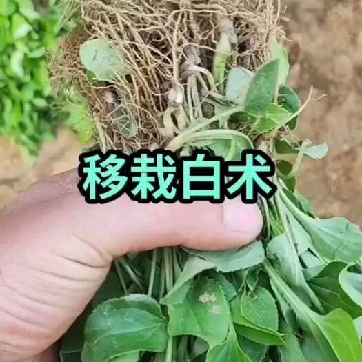 改良白术苗子