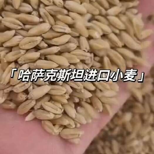 阿拉山口哈萨克斯坦饲料专用小麦