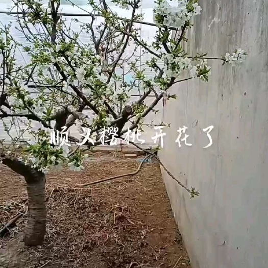 北京市顺义区张镇转让樱桃园