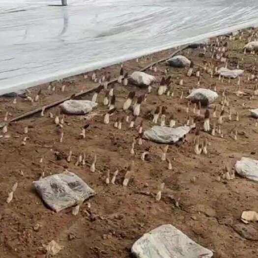 羊肚菌  六妹