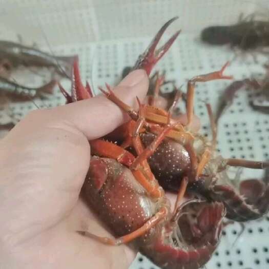 池州小龙虾