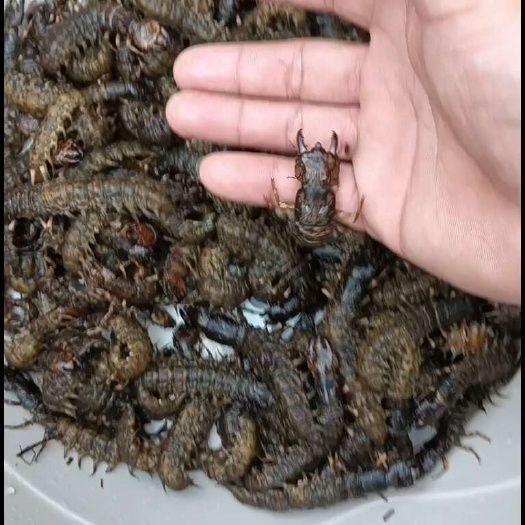 镇安县爬沙虫
