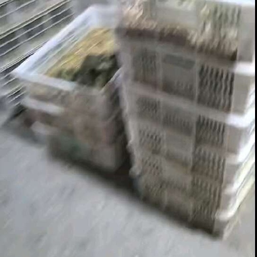 宿迁三花鹅，灰鹅，杂交鹅苗