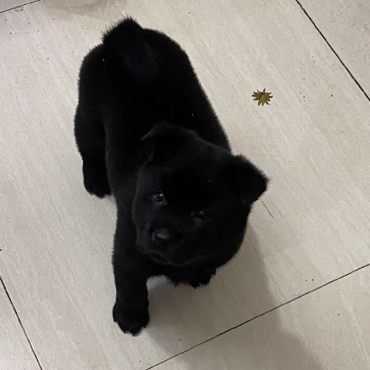 娄底五黑犬，中华田园犬