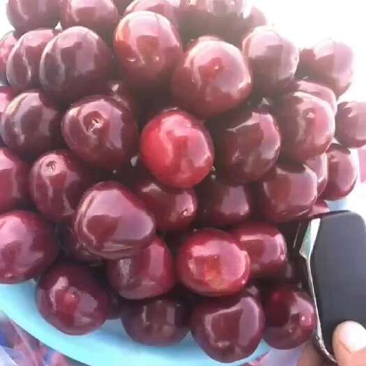 澄城县澄城樱桃甜蜜蜜 陕西露天樱桃大量上市品质有保障  需要联系