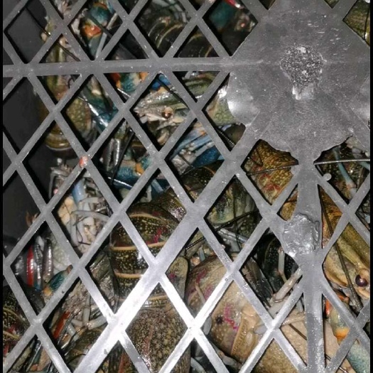 海口澳洲淡水蓝龙虾