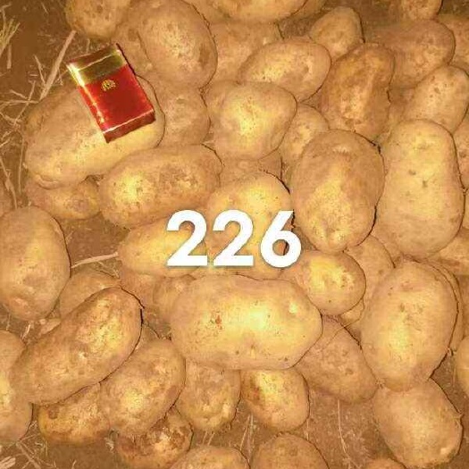 天门市湖北2024大风黄心土豆上货