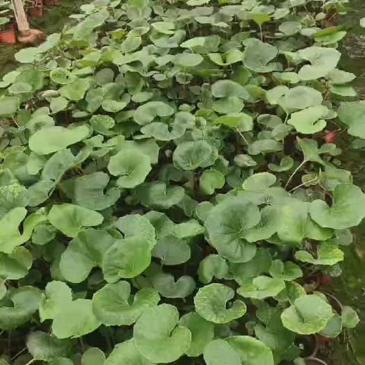 常州大吴风草