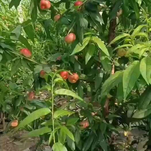 威县油蟠桃大棚蟠桃