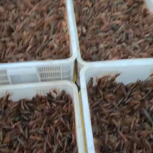 潜江市小龙虾虾苗