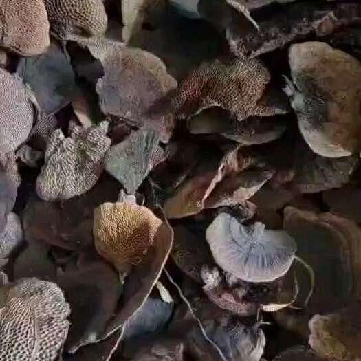 玉林蜂窝灵芝货