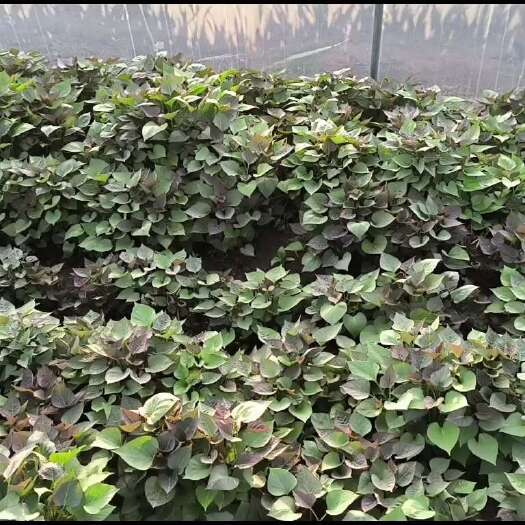 禹州市烟薯25放风3天可以出货