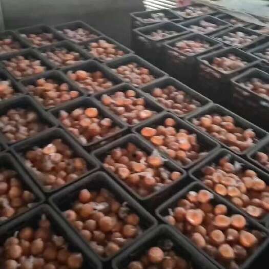 麻阳县大血橙60起步，精品货