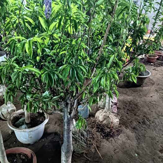 平邑县精品冰糖李带果发货