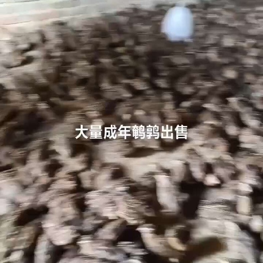 北流市成年鹌鹑到家生蛋