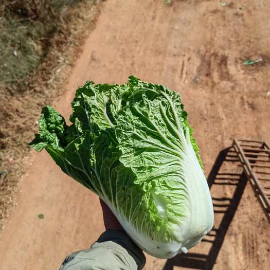 泸西县大白菜接单中