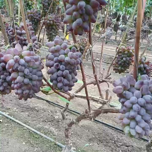 永吉县吉林茉莉香葡萄代收代办