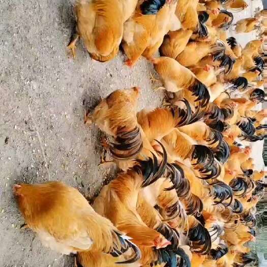 容县355天玉米鸡     可单只发货