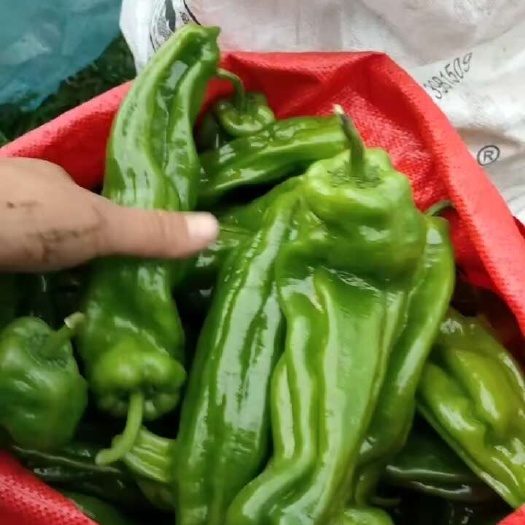 南安市泡椒。苏椒。电商货。大量供应