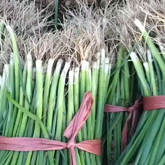 潍坊四月十三号基地直供精品葱苗继续给客户拔葱苗发货