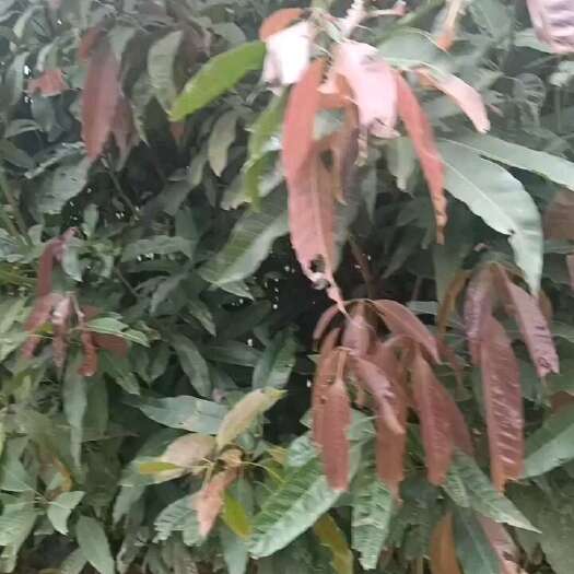 灵山县芒果直生苗