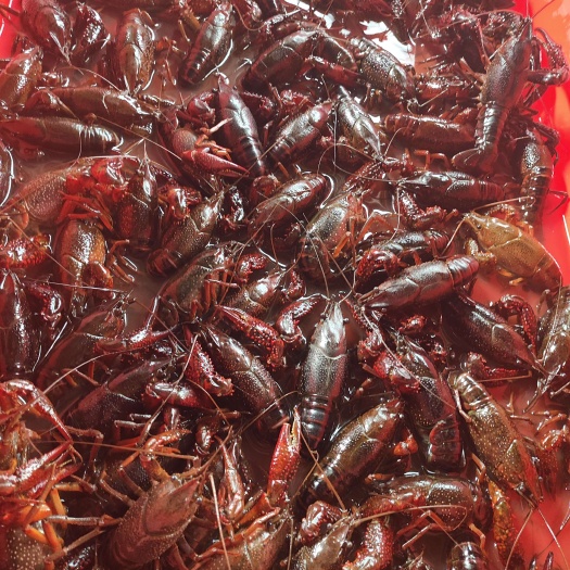 湖北潜江生态养殖清水小龙虾