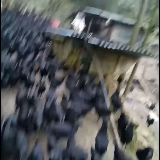 衡阳县生态放养乌鸡