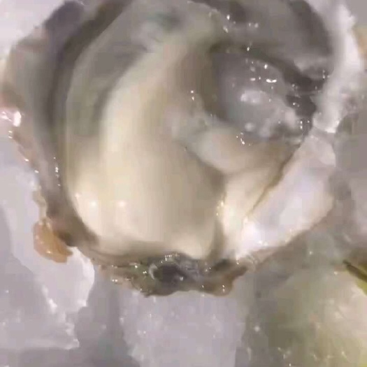 郑州生蚝