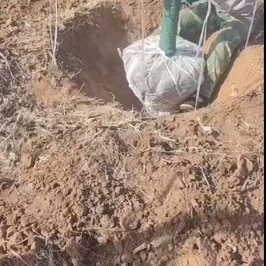运城樱桃树 基地直销 规格齐全 南北适种提供种植技术