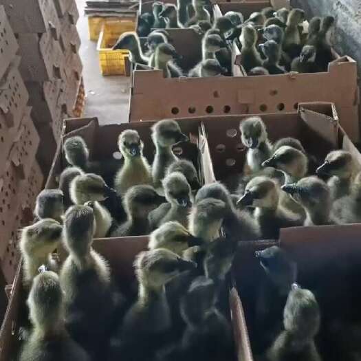 南宁马岗鹅苗