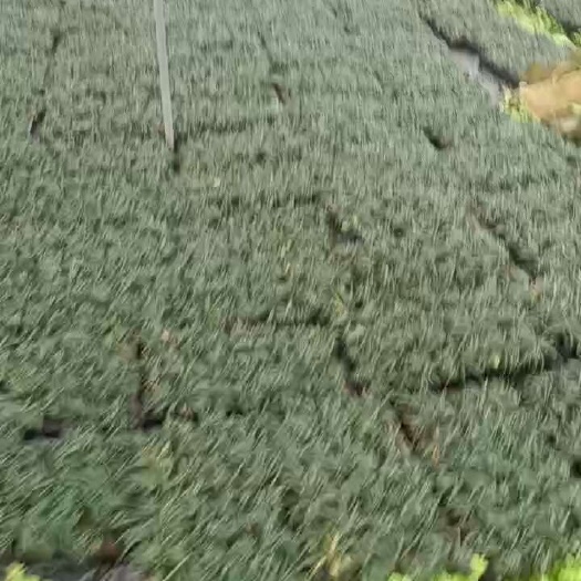 玉龙草，麦冬