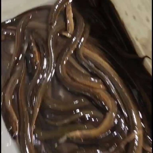 洪湖市洪湖土黄鳝，肉质细腻