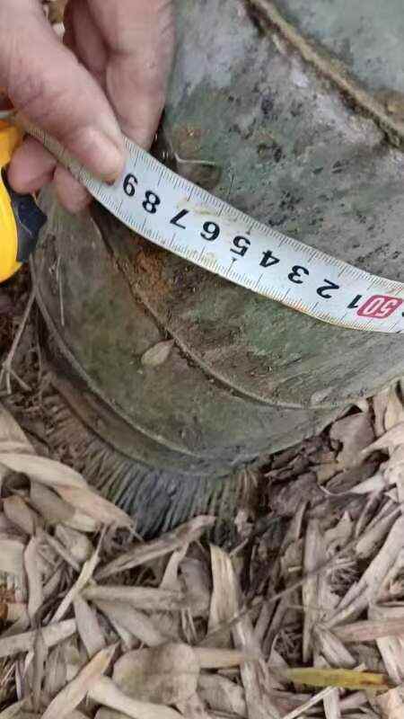萍乡楠竹竹兜，直径十五公分起