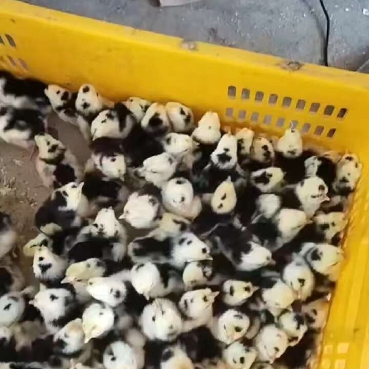 衡阳贵妃鸡苗脱温鸡