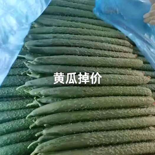 砀山县优质黄瓜。大量上市质量好，价格低，货源充足。可代发全国。