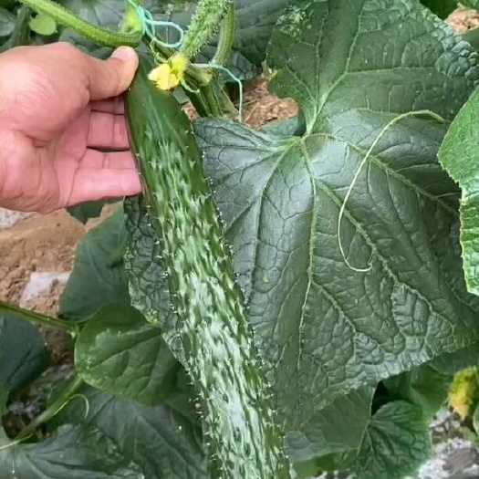 越夏大黄瓜苗，越夏黄瓜苗