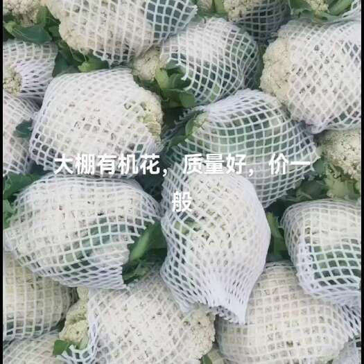 新野县新野县青梗有机花菜，产地新野县城郊乡袁庄村