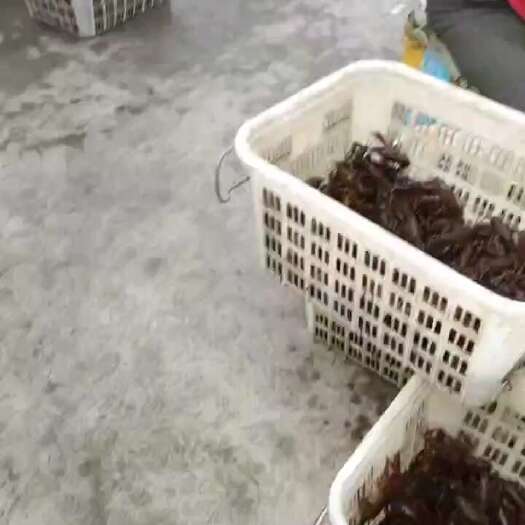 当涂县中青大青