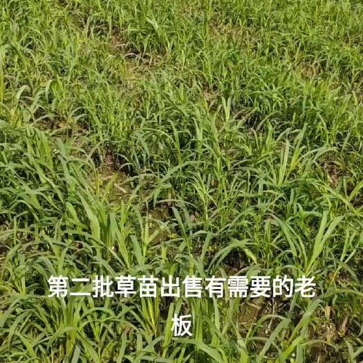 罗甸县牧草草苗