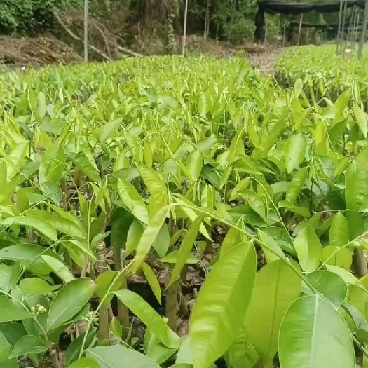 茂名沉香奇楠