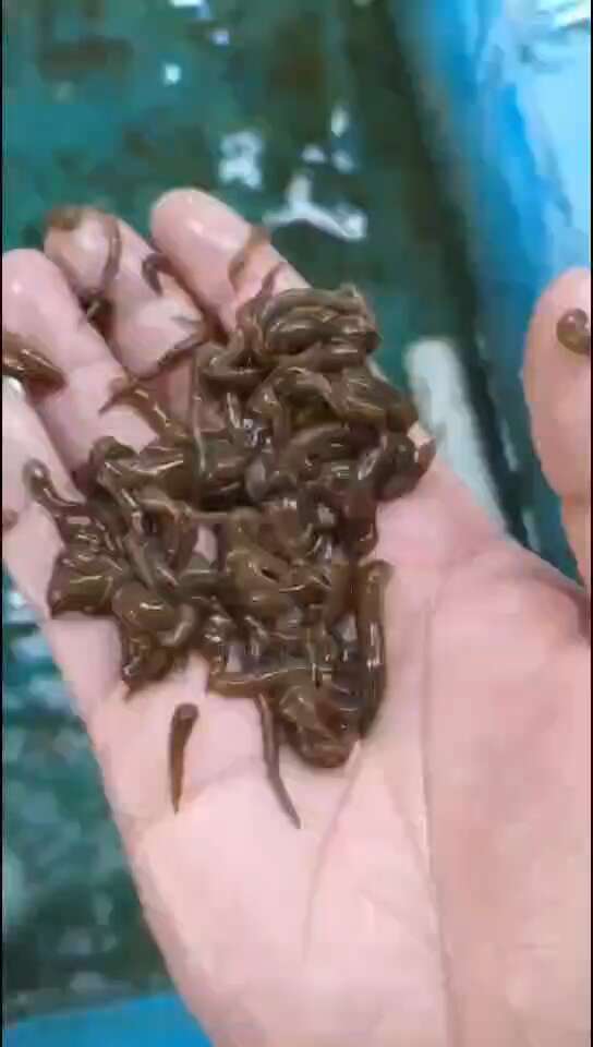 水蛭蚂蟥