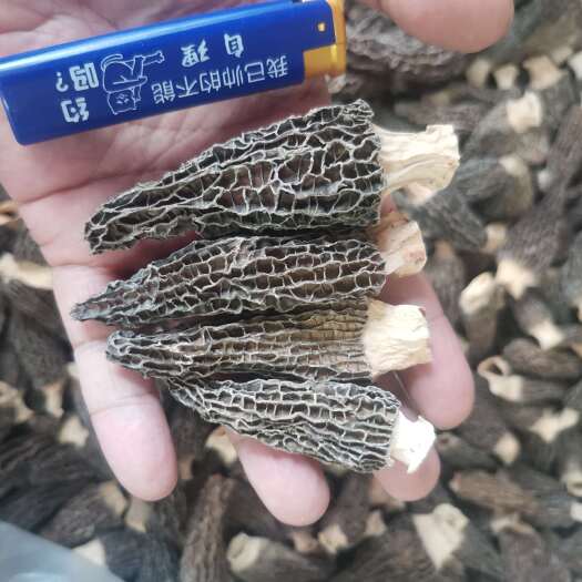 广州2024头茬中号，中小号，羊肚菌干货，细纹，头茬厚肉颜色黑