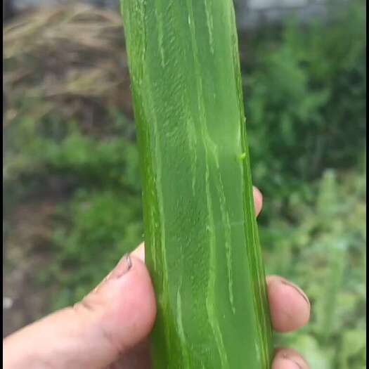简阳市三青莴笋