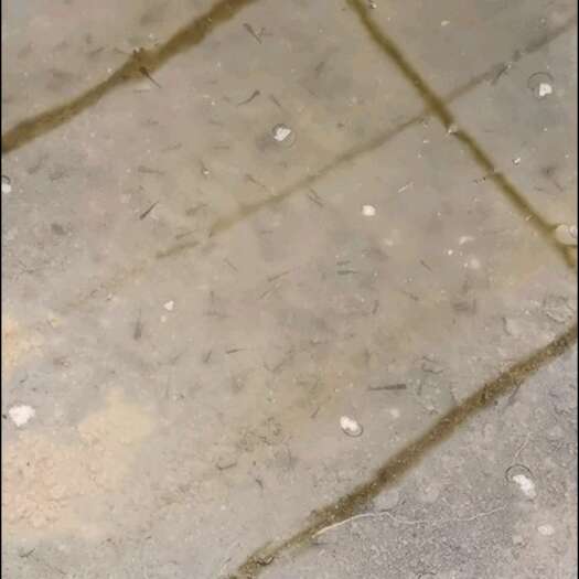 唐山鲤鱼苗