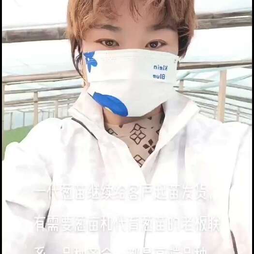 潍坊一代葱苗大量上市，品种齐全，都是高端品种，