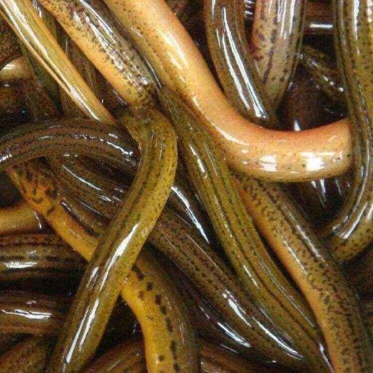 洪湖市纯黄鳝，口感细腻，