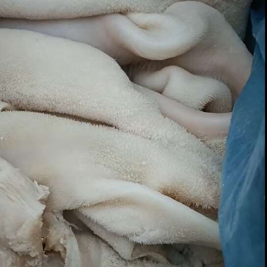 熟牛肚，清水煮全熟牛肚，实拍图片，一手货源，全国冷链发货