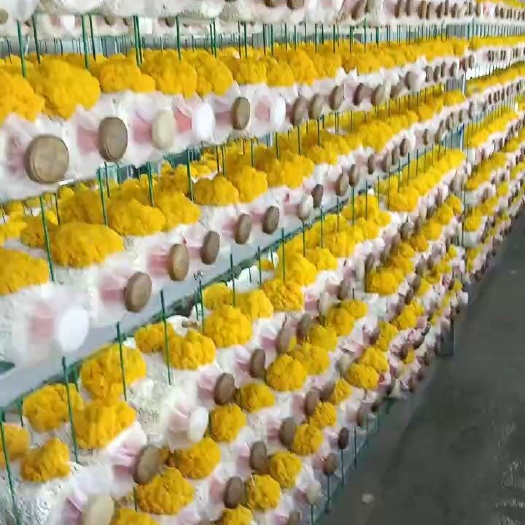亳州金耳菌